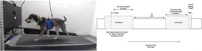 A canine model to evaluate the effect of exercise intensity and duration on olfactory detection limits: the running nose